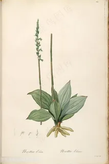 雷杜德高清花草图谱素材 雷杜德高清花草图谱素材