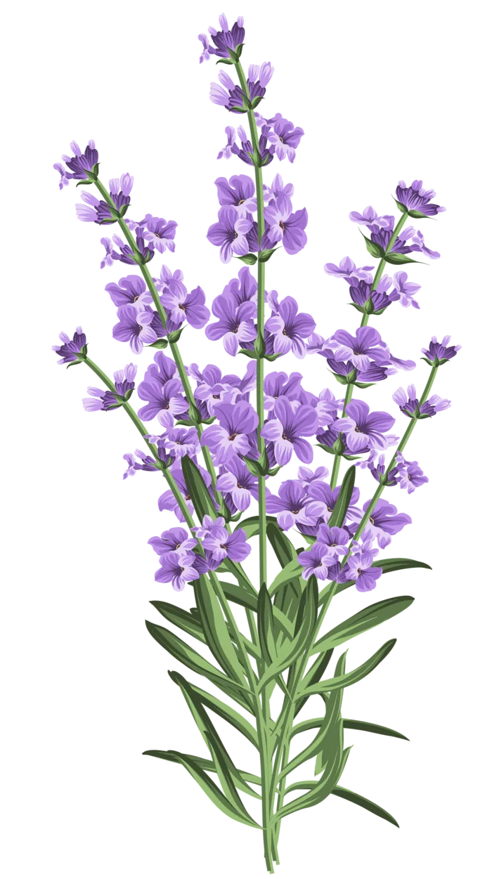 免抠紫色花朵薰衣草素材 