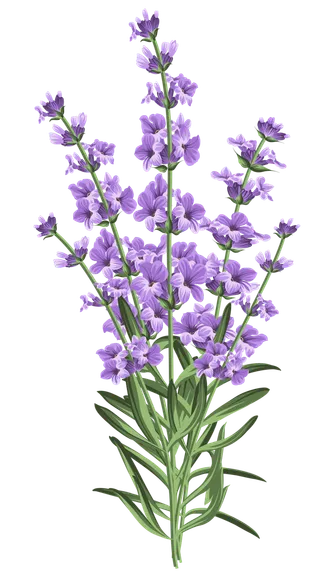 免抠紫色花朵薰衣草素材 