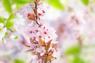 樱花节美丽的景色高清图片