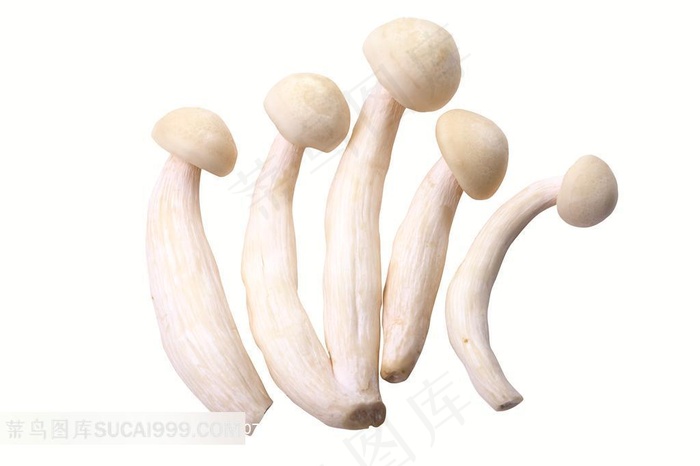 蘑菇高清摄影素材