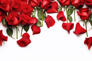 白色背景上的红色玫瑰花花瓣摄影图