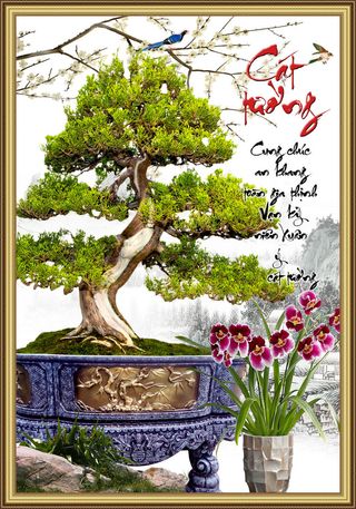 盆栽树发财树财宝背景