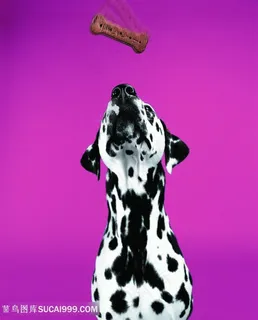 高清接骨头的斑点狗狗摄影图片