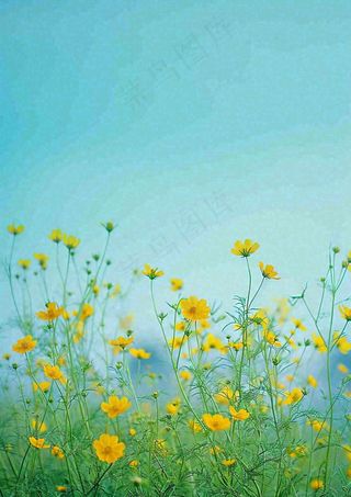 春天黄色的小花，春风，春分，油菜花