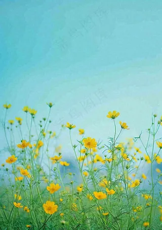 春天黄色的小花，春风，春分，油菜花