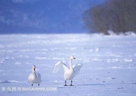 雪中行走的白天鹅