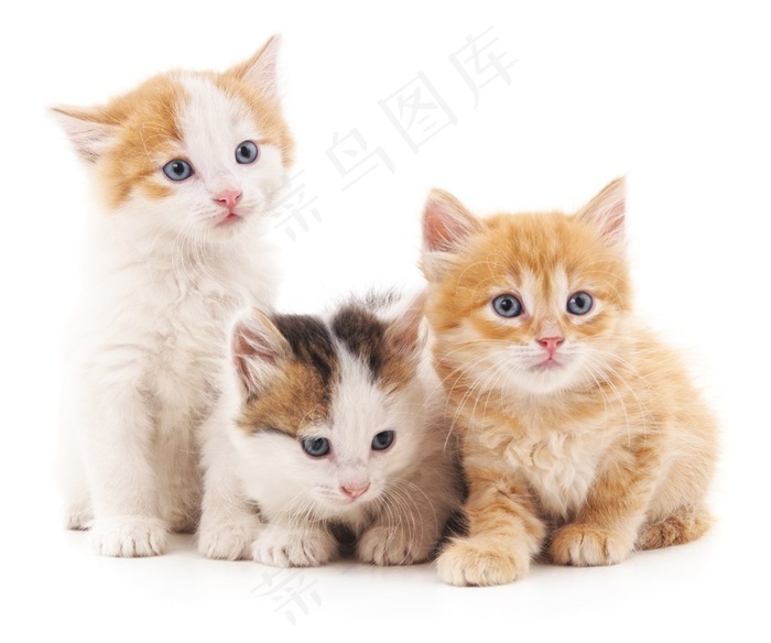在一起的三只猫咪高清摄影图片