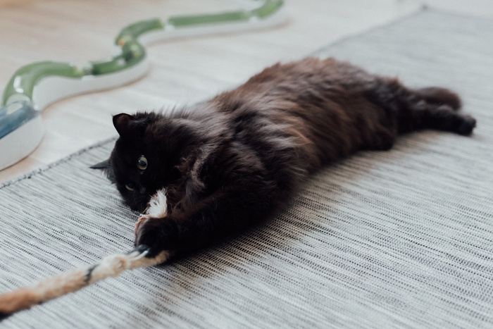 可爱猫咪猫猫摄影素材