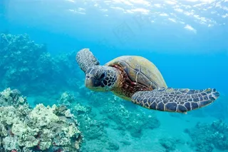 精选漂亮海底海龟风景高清图片