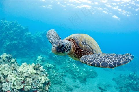 精选漂亮海底海龟风景高清图片 精选漂亮海底海龟风景高清图片