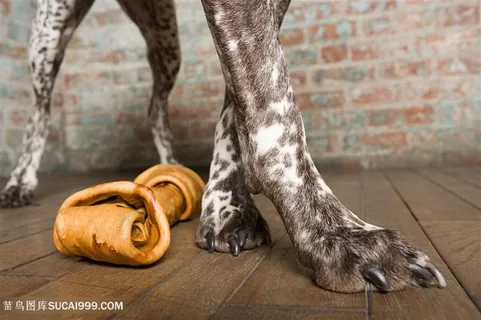 斑点狗狗脚部特写摄影图片