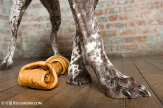 斑点狗狗脚部特写摄影图片