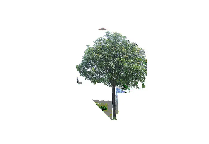 树免抠素材psd模版下载