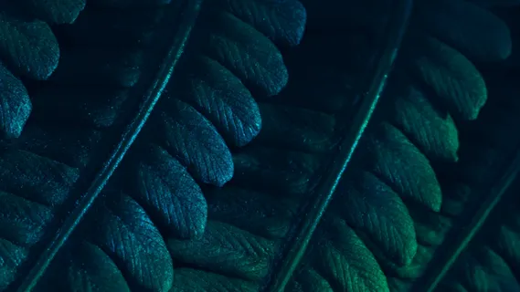 叶子, 龟背竹, 水彩, 龟背竹植物