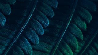 叶子, 龟背竹, 水彩, 龟背竹植物