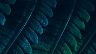 叶子, 龟背竹, 水彩, 龟背竹植物