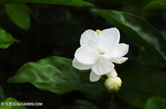 唯美高清一朵盛开的茉莉花图片