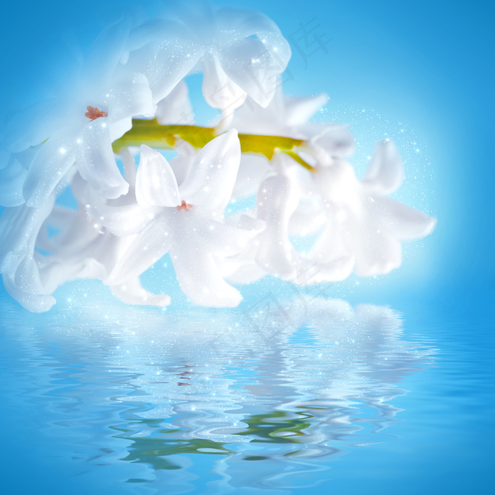 蓝色背景百合花图片