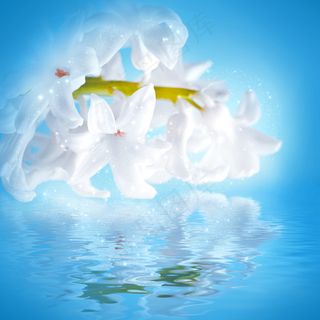 蓝色背景百合花图片