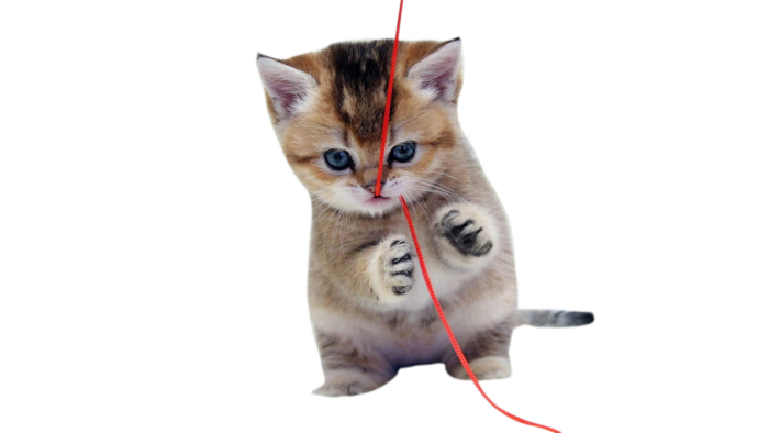 狸花小猫咪