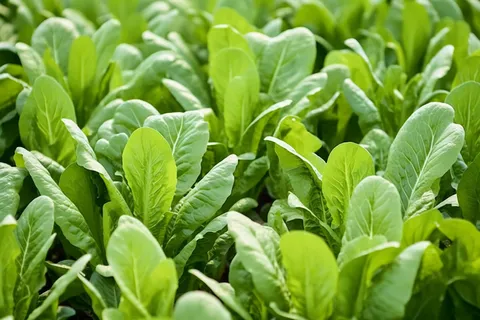 菜园里的青菜摄影图 菜园里的青菜摄影图