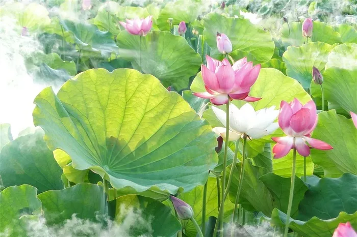 池塘里的荷花