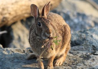 兔子可爱动物素材动物实拍