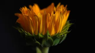 向日葵, 花, 植物