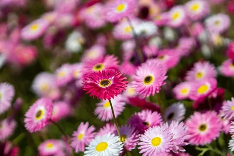 盛开菊花摄影图片 盛开菊花摄影图片