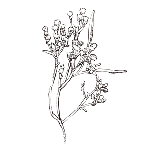 线条草本花卉手绘植物-咖喱植物