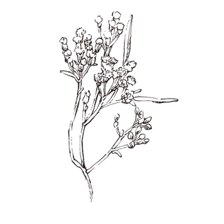 线条草本花卉手绘植物-咖喱植物