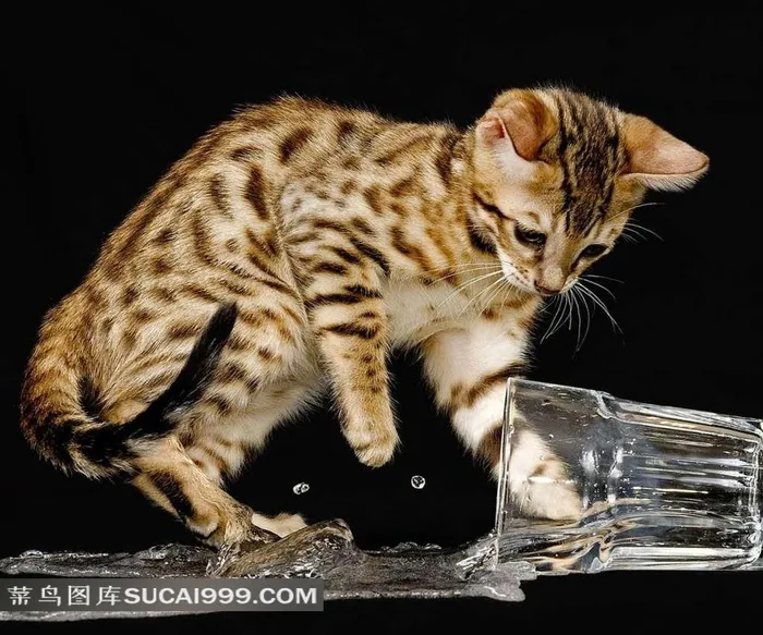 弄撒水杯的可爱猫咪