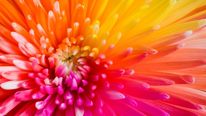 高清花朵花蕊