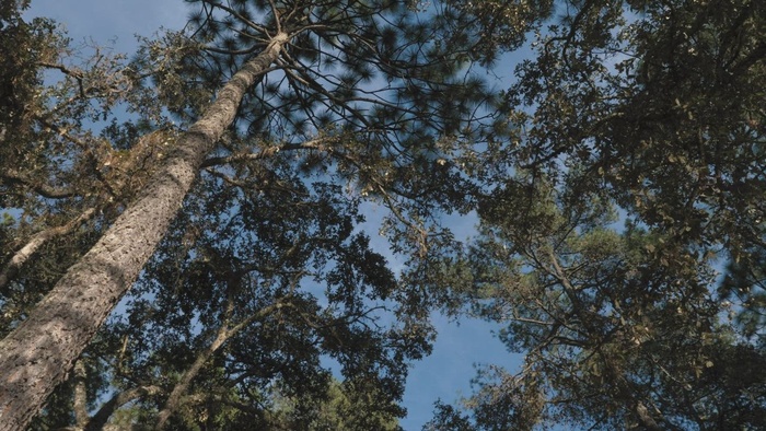 高大的树木和晴朗的天空