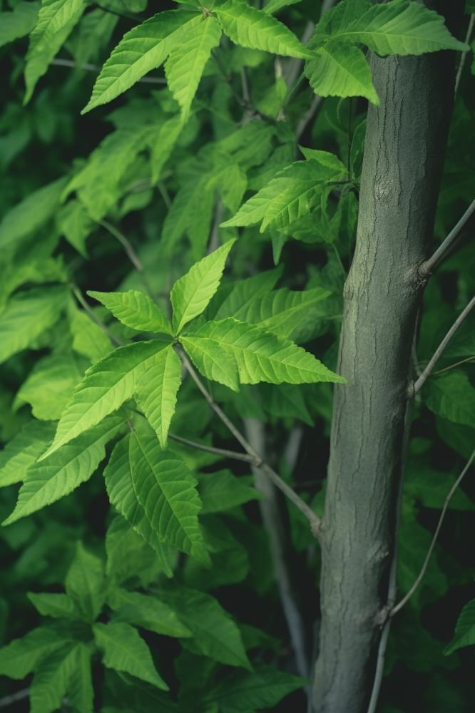简约树叶清新绿色大气摄影背景