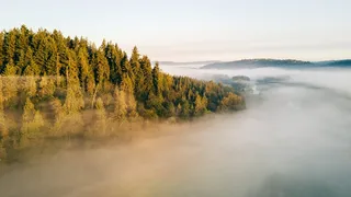 高清树林森林风景