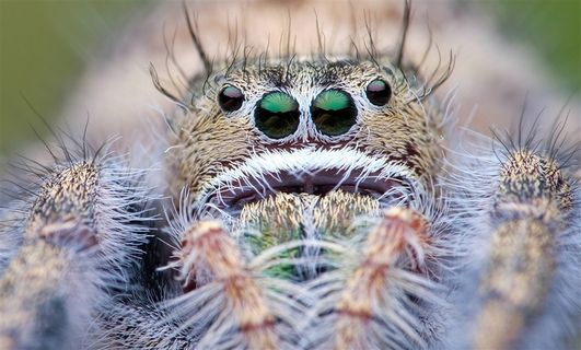 蜘蛛眼睛微距