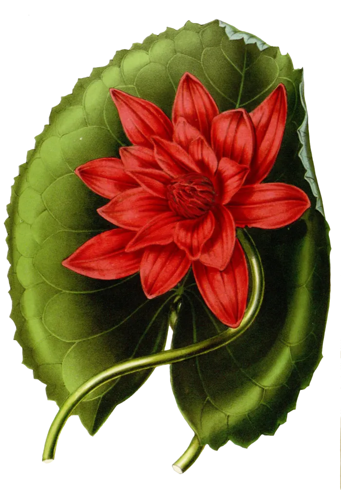 复古手绘植物花卉玫瑰花PNG免扣图案高清图片PS设计素材图