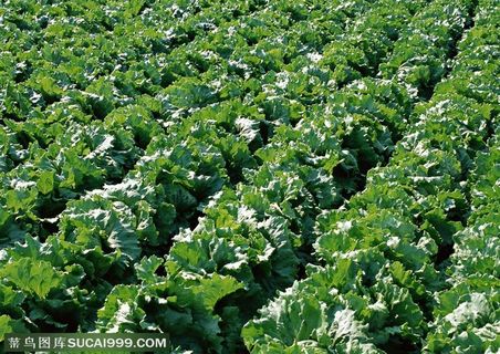 农作物-种植在地里的生菜特写