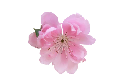 鲜花玫瑰免扣素材