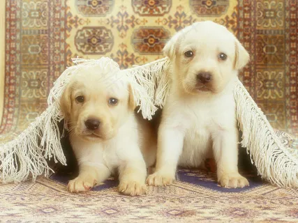 可爱狗狗素材图片下载