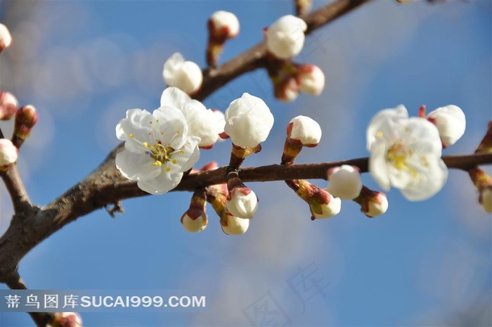 杏花高清鲜花图片