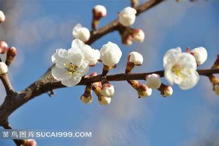 杏花高清鲜花图片