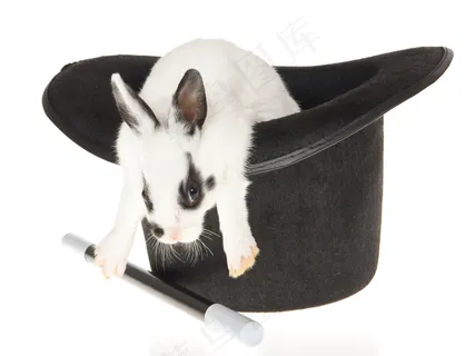 高清魔法小兔图片下载 高清魔法小兔图片下载