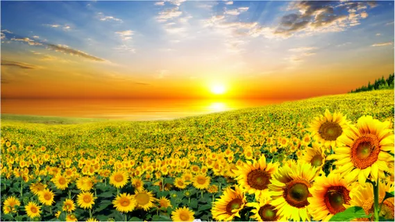 向日葵背景 向日葵背景