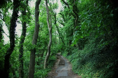 林间小道图片 林间小道图片