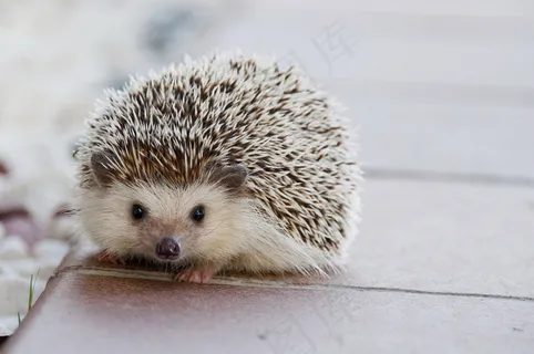 小刺猬图片 小刺猬图片