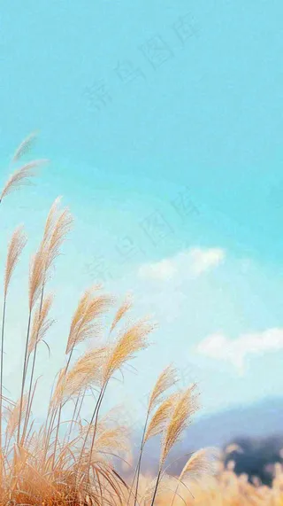 秋天蓝天户外芦苇草，立秋秋分摄影图