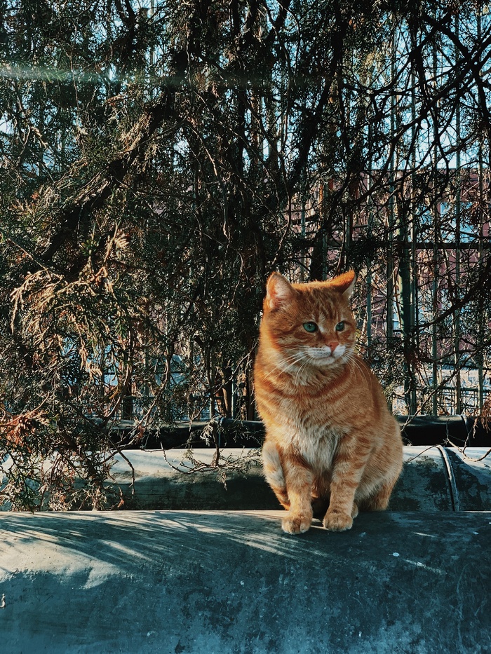 可爱猫咪猫猫摄影素材
